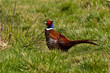 Pheasant