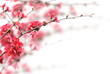 Photo: Cherry Blossoms Cherry Blossoms