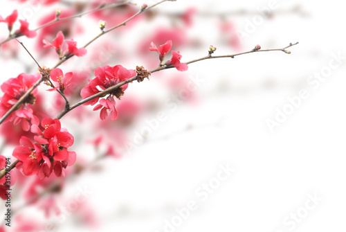 Photo: Cherry Blossoms Cherry Blossoms