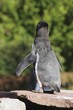 Pinguin zeigt Rücken