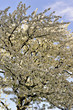 kirschblüte