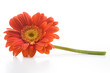 Gerbera