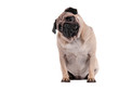 Mops