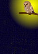 Owl in the night sky