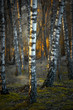 Birch trees at sunset
