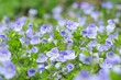 canvas print picture - Flower speedwell
