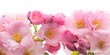 canvas print picture - Pink flower