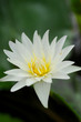 lotus flower