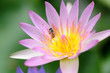 lotus