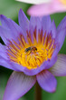 the bee on lotus