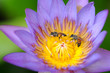 bee against lilly