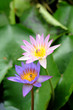 Bees in Lotus Flower