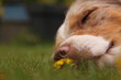 Schlafender Hund