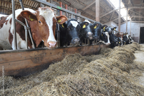 Photo: Kühe bekommen Heu als Futter im Stall Kühe bekommen Heu als Futter im Stall