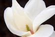 magnolia flower stamen