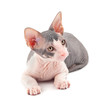 Sphynx kitten