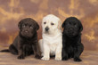 LABRADOR CUCCIOLO 60 GG.