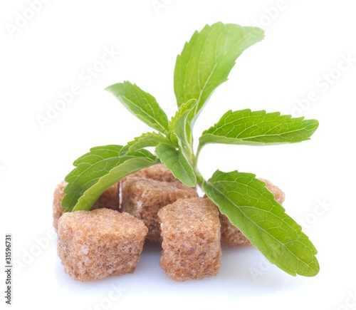 Photo: Stevia Stevia