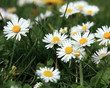 Foto: kleine Gänseblümchen kleine Gänseblümchen