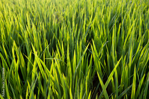 Photo: campos de arroz campos de arroz