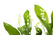 brin de muguet