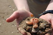 étoile de mer