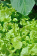 Pianta di insalata