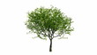 Growing tree with alpha channel