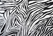 zebra style fabric
