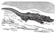 American Alligator engraving, or Alligator Mississippiensis.