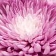 chrysanthemum
