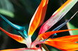 strelitzia, strélitzia, strélitzias, oiseau du paradis strelitzia, strélitzia, strélitzias, oiseau du paradis