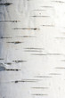 Structural background of the bark of white birch