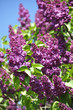 Lilas
