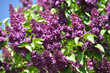 Lilas