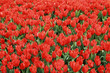Tulip Period in istanbul, Turkey. Tulip Period in istanbul, Turkey.