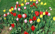 Tulip Period in istanbul, Turkey. Tulip Period in istanbul, Turkey.