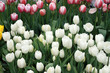 Tulip Period in istanbul, Turkey. Tulip Period in istanbul, Turkey.