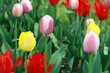 Tulip Period in istanbul, Turkey. Tulip Period in istanbul, Turkey.