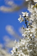 Kirschblüten auf Blau 05