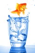 goldfish