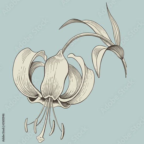 lily flower engraving or ink drawing