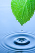 Green leaf water drops