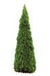 Thuja Occidentalis 'Smaragd' American Arborvitae, Isolated