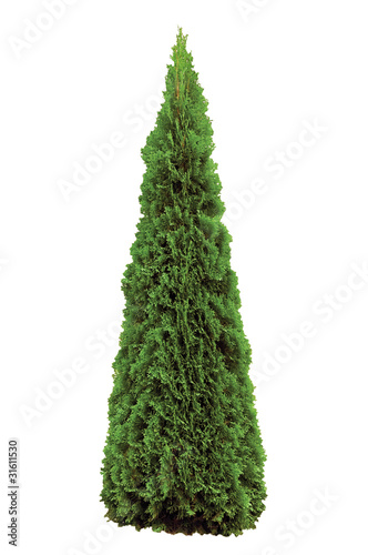 Photo: Thuja Occidentalis 'Smaragd' American Arborvitae, Isolated Thuja Occidentalis 'Smaragd' American Arborvitae, Isolated