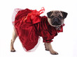 Mobs in red gown Mobs in red gown
