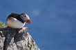 Photo: Puffin Puffin