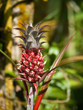 Ananas victoria sur son pied, Guadeloupe