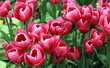 Tulip Period in istanbul, Turkey. Tulip Period in istanbul, Turkey.