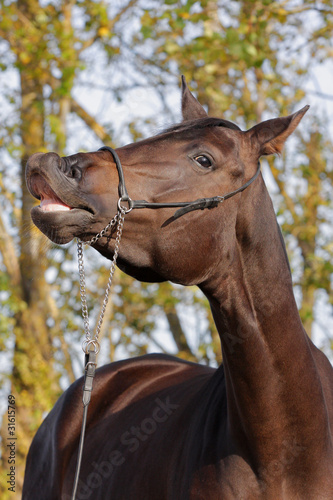 Photo: horse horse